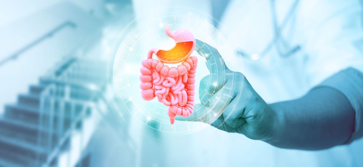 Doctor's hand shows human digestive system on medical background