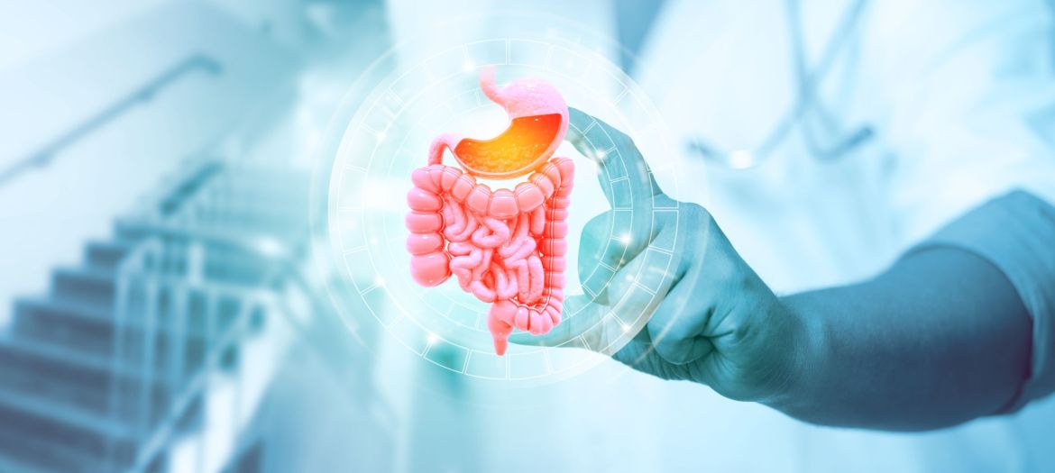 Doctor's hand shows human digestive system on medical background