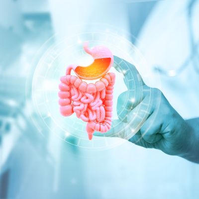 Doctor's hand shows human digestive system on medical background